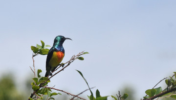 Mayotte met en place son propre indicateur biodiversité